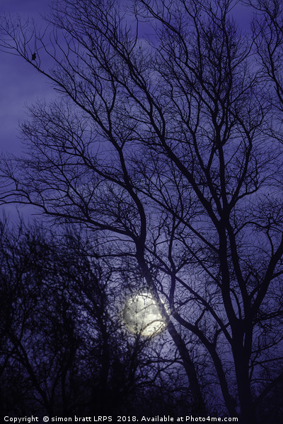 Full moon rising through trees  Picture Board by Simon Bratt LRPS