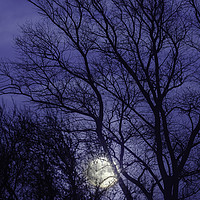 Buy canvas prints of Full moon rising through trees  by Simon Bratt LRPS
