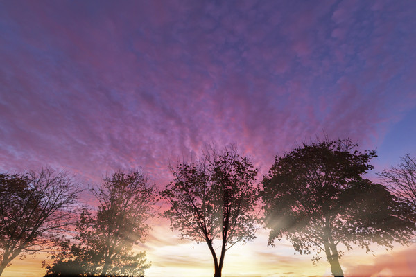 Rural purple sunset over winter trees Picture Board by Simon Bratt LRPS