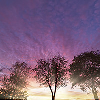 Buy canvas prints of Rural purple sunset over winter trees by Simon Bratt LRPS