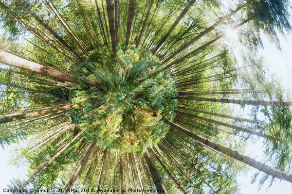 360 degree of a pine woodland  Picture Board by Simon Bratt LRPS