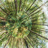 Buy canvas prints of 360 degree of a pine woodland  by Simon Bratt LRPS