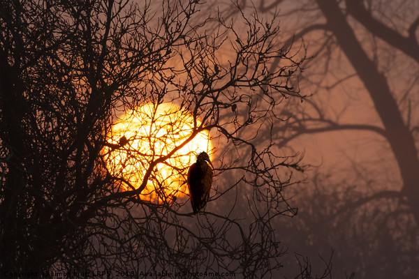 Amazing sunrise through winter trees Picture Board by Simon Bratt LRPS