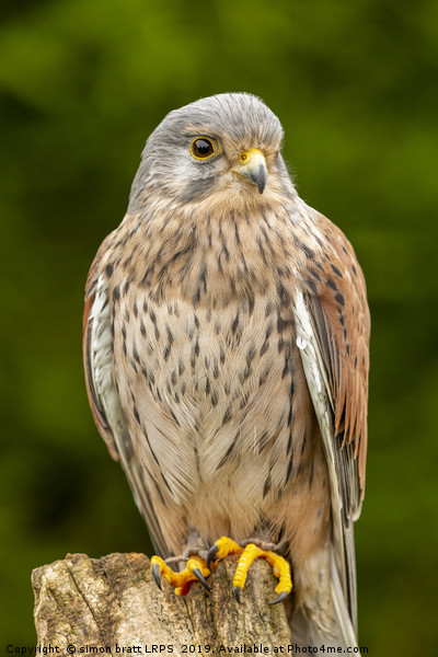 Young kestrel sat close up Picture Board by Simon Bratt LRPS