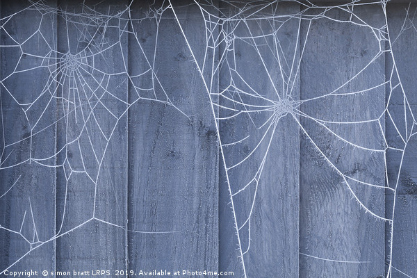 Spiders web on fence with winter ice Picture Board by Simon Bratt LRPS
