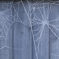 Buy canvas prints of Spiders web on fence with winter ice by Simon Bratt LRPS
