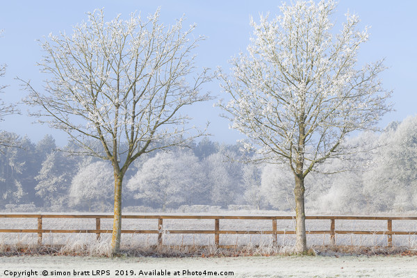 Two trees in a deep frozen winter Picture Board by Simon Bratt LRPS