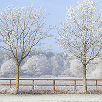 Buy canvas prints of Two trees in a deep frozen winter by Simon Bratt LRPS
