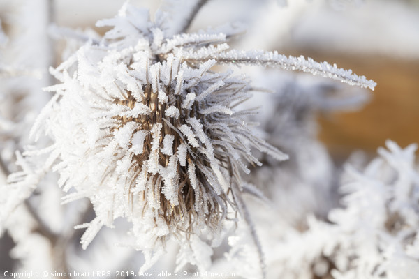 Winter frost on a garden thistle Picture Board by Simon Bratt LRPS