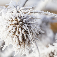 Buy canvas prints of Winter frost on a garden thistle by Simon Bratt LRPS