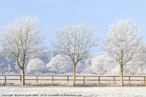 Three winter trees and frozen fence Picture Board by Simon Bratt LRPS