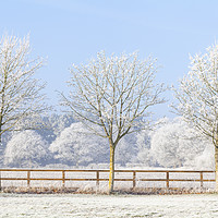 Buy canvas prints of Three winter trees and frozen fence by Simon Bratt LRPS