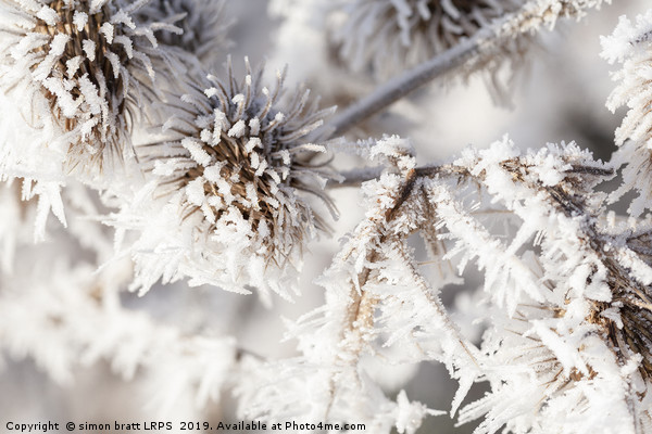Winter frost on a garden thistle close up Picture Board by Simon Bratt LRPS