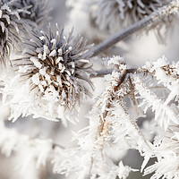 Buy canvas prints of Winter frost on a garden thistle close up by Simon Bratt LRPS