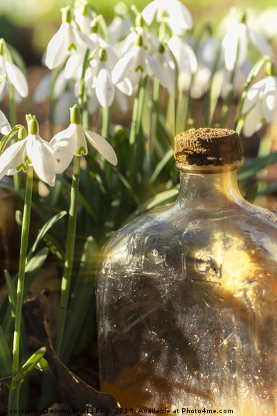 Snowdrop flowers and old glass jar with sunlight Picture Board by Simon Bratt LRPS