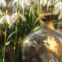 Buy canvas prints of Snowdrop flowers and old glass jar with sunlight by Simon Bratt LRPS