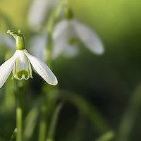 Buy canvas prints of Snowdrops at eye level with copy space by Simon Bratt LRPS
