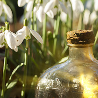 Buy canvas prints of Snowdrops and glass bottle sunrise by Simon Bratt LRPS