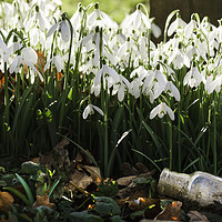 Buy canvas prints of Wild snowdrops flowers and glass jar by Simon Bratt LRPS