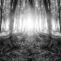 Buy canvas prints of Bluebell woods sunrise in spring black and white by Simon Bratt LRPS