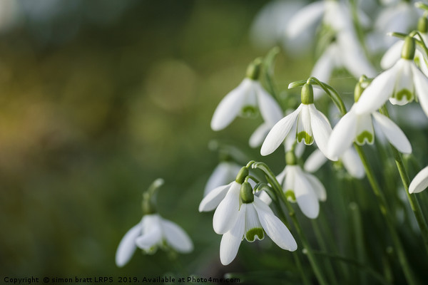 Snowdrop flowers with blurred copy space Picture Board by Simon Bratt LRPS
