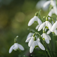 Buy canvas prints of Snowdrop flowers with blurred copy space by Simon Bratt LRPS