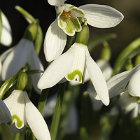 Buy canvas prints of Snowdrop close up with underneath view by Simon Bratt LRPS