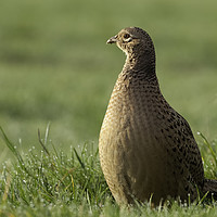 Buy canvas prints of Female pheasant close up on grass by Simon Bratt LRPS