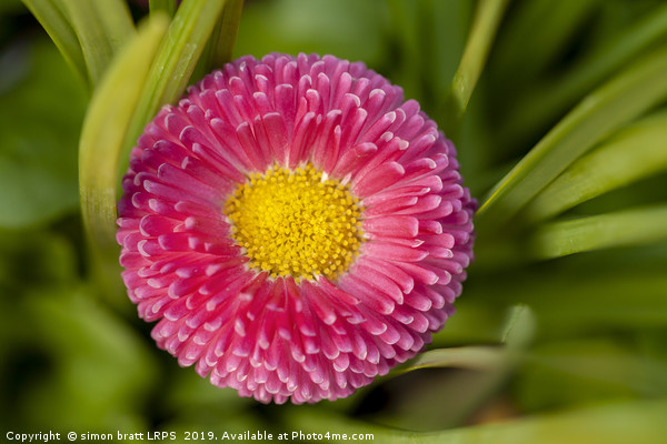 Bellis daisy flower close up in spring time Picture Board by Simon Bratt LRPS