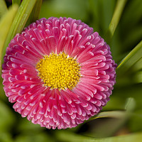 Buy canvas prints of Bellis daisy flower close up in spring time by Simon Bratt LRPS
