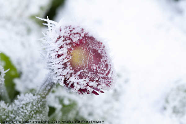 Frosty Bellis daisy frozen in harsh weather Picture Board by Simon Bratt LRPS