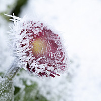 Buy canvas prints of Frosty Bellis daisy frozen in harsh weather by Simon Bratt LRPS