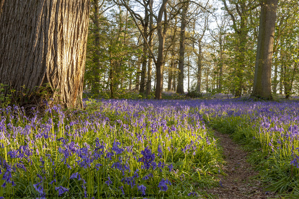 Ancient bluebell woodland in spring time Picture Board by Simon Bratt LRPS
