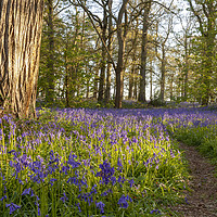 Buy canvas prints of Ancient bluebell woodland in spring time by Simon Bratt LRPS