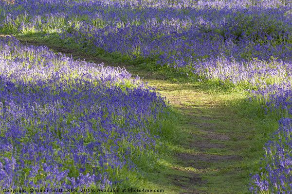 Path through bluebell woodland in spring Picture Board by Simon Bratt LRPS