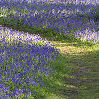 Buy canvas prints of Path through bluebell woodland in spring by Simon Bratt LRPS
