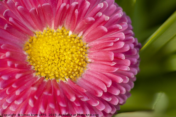 Pink Bellis daisy close up Picture Board by Simon Bratt LRPS