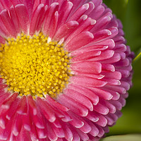 Buy canvas prints of Pink Bellis daisy close up by Simon Bratt LRPS