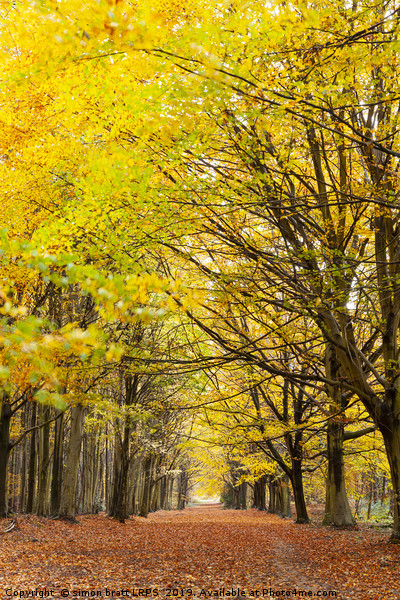 Avenue of autumn trees with golden leaves Picture Board by Simon Bratt LRPS