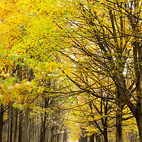 Buy canvas prints of Avenue of autumn trees with golden leaves by Simon Bratt LRPS