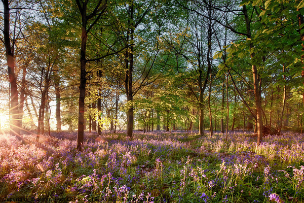 Early sunrise in English bluebell forest Picture Board by Simon Bratt LRPS
