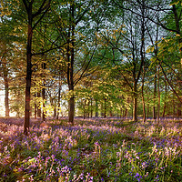Buy canvas prints of Early sunrise in English bluebell forest by Simon Bratt LRPS