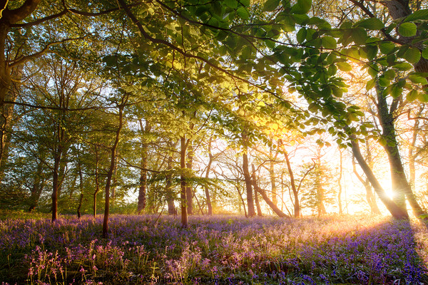 Sunrise in bluebell forest woodland Picture Board by Simon Bratt LRPS