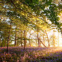 Buy canvas prints of Sunrise in bluebell forest woodland by Simon Bratt LRPS