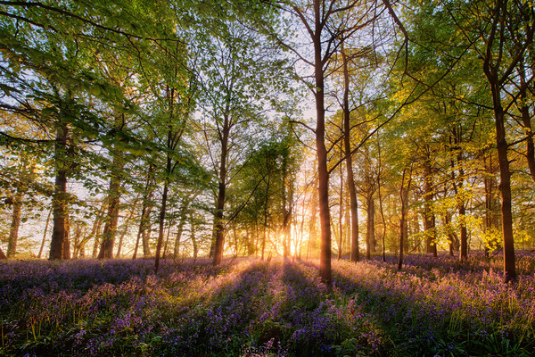 Bluebell forest at sunrise in English landscape  Picture Board by Simon Bratt LRPS