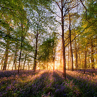 Buy canvas prints of Bluebell forest at sunrise in English landscape  by Simon Bratt LRPS