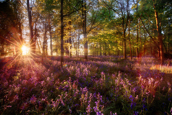 Dawn light shines through bluebell forest Picture Board by Simon Bratt LRPS