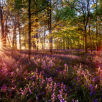 Buy canvas prints of Dawn light shines through bluebell forest by Simon Bratt LRPS
