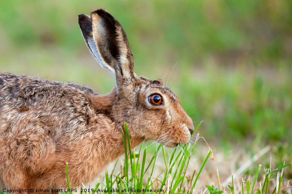 Wild hare close up eating grass in UK Picture Board by Simon Bratt LRPS