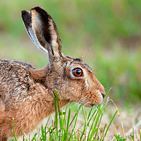 Buy canvas prints of Wild hare close up eating grass in UK by Simon Bratt LRPS